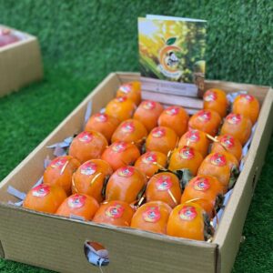 japani phall2