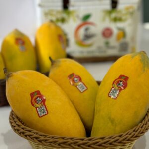 Special Sindhri Mango | Export Quality