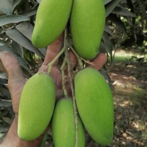 Premium Dussehri Mango